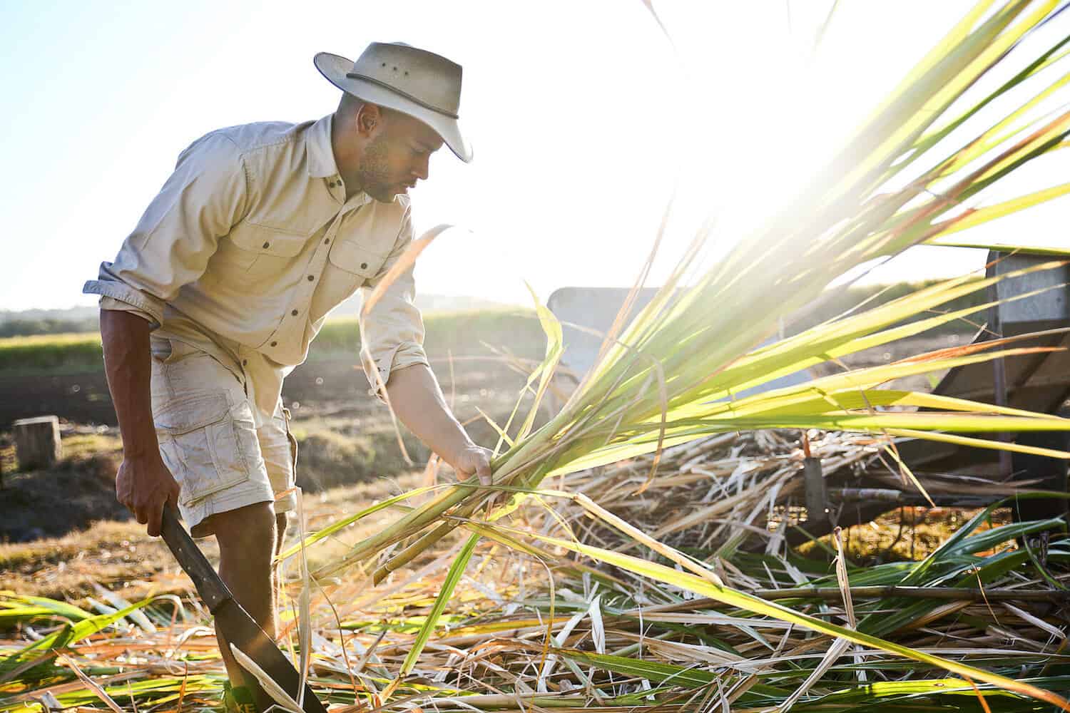 Sugarcane crop & worker